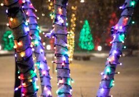 Holiday lights are strung around a snowy tree. Asset taken for News Center article.